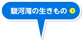 駿河湾の生きもの