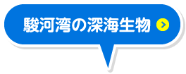 駿河湾の深海生物