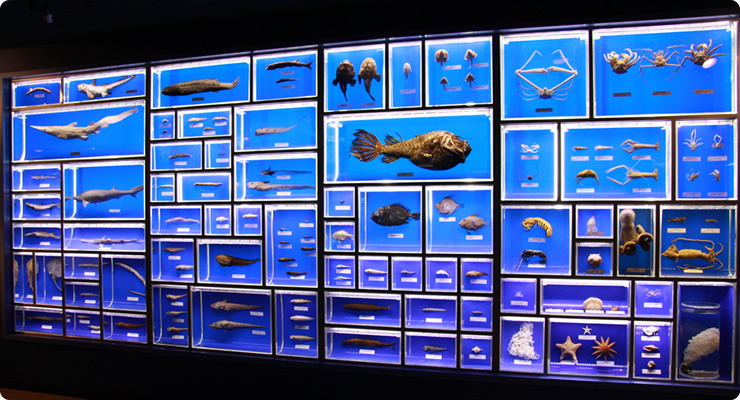 駿河湾の深海生物 東海大学海洋科学博物館 静岡 三保の水族館