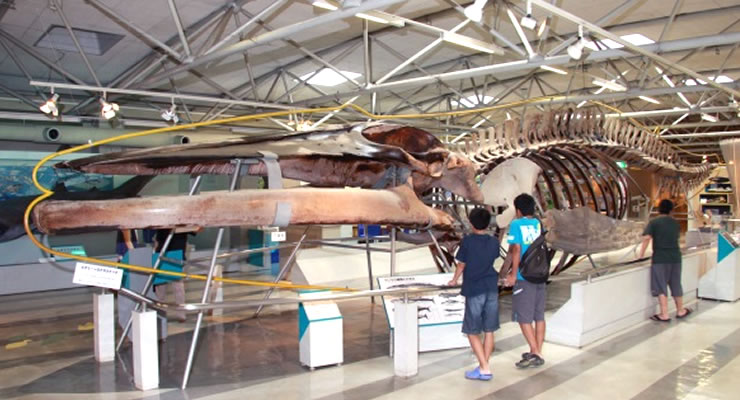 海の生きもの 東海大学海洋科学博物館 静岡 三保の水族館