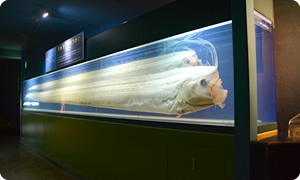 リュウグウノツカイ ラブカ 東海大学海洋科学博物館 静岡 三保の水族館